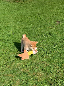 Shiba inu kutsikad (7 foto / 10)