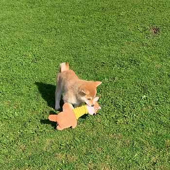 Shiba inu kutsikad