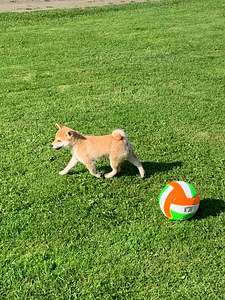 Shiba inu kutsikad (8 foto / 10)