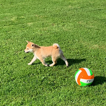 Щенки Shiba inu