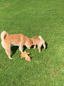 Shiba inu kutsikad (9 foto / 10)