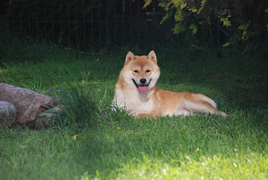 Shiba inu kutsikad (10 foto / 10)