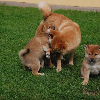 Щенки Shiba inu