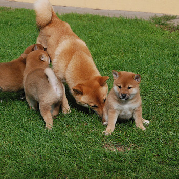 Shiba inu kutsikad