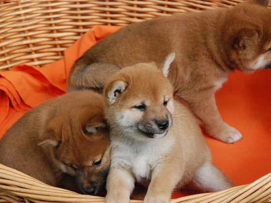 Щенки Shiba inu