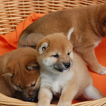 Shiba inu kutsikad