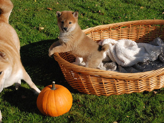 Щенки Shiba inu