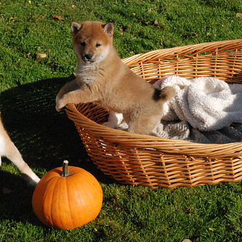 Shiba inu kutsikad