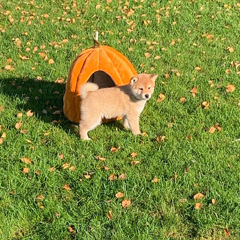 Щенки Shiba inu