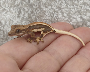 Gekko (3 foto / 4)