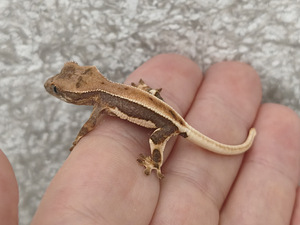 Gekko (1 foto / 4)