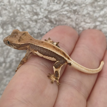 Gekko