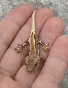 Gekko (4 foto / 4)