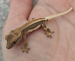 Gekko (2 foto / 4)