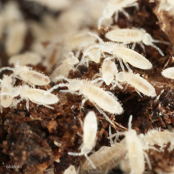 Collembola