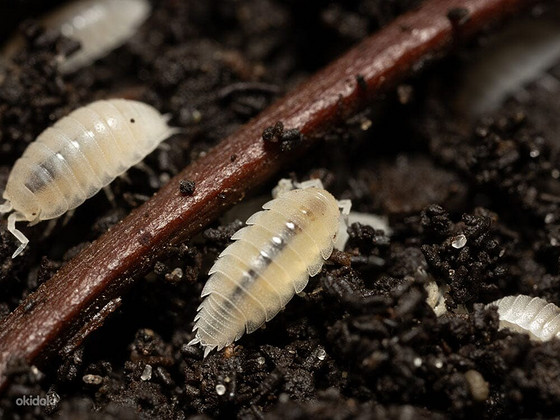 Trichorhina tomentosa