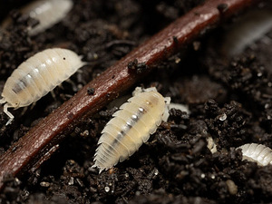 Trichorhina tomentosa (1 foto no 4)