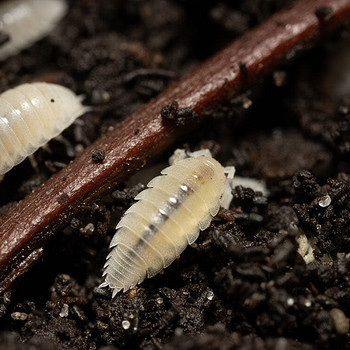 Trichorhina tomentosa