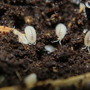 Trichorhina tomentosa (3 foto no 4)