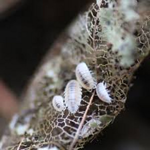 Trichorhina tomentosa (4 foto no 4)