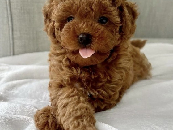 Мальтипу, Maltipoo
