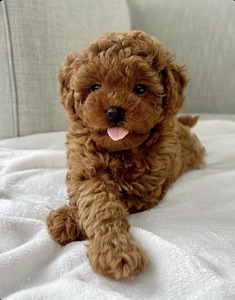 Мальтипу, Maltipoo (1 фото из 3)