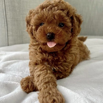 Мальтипу, Maltipoo