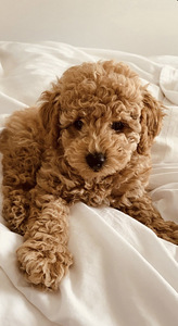 Мальтипу, Maltipoo (2 фото из 3)