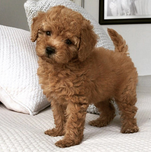 Мальтипу, Maltipoo (3 фото из 3)