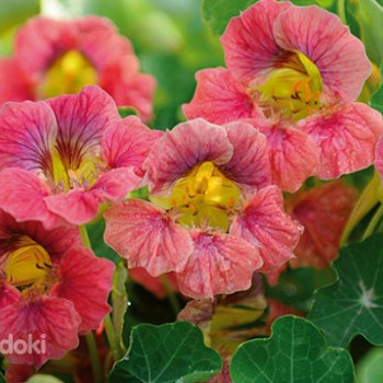 Семена кресс-салата LADY BIRD