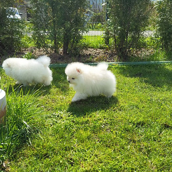 Valge pomeranian kutsikas