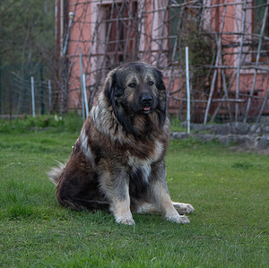 Kucēni (7 foto no 8)