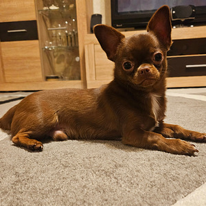 Ищем невесту. (1 фото из 3)