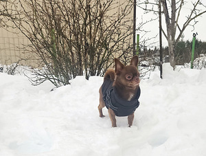 Ищем невесту. (3 фото из 3)