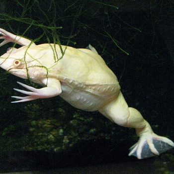 Водяная лягушка