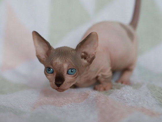 Bambino