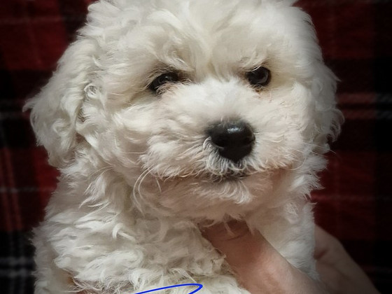 Bichon Frise