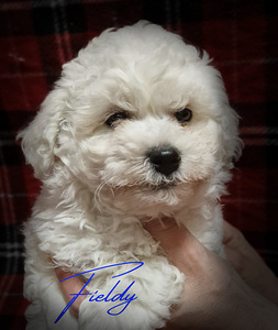 Bichon Frise (1 foto / 7)