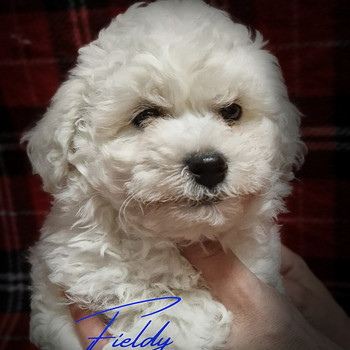 Bichon Frise