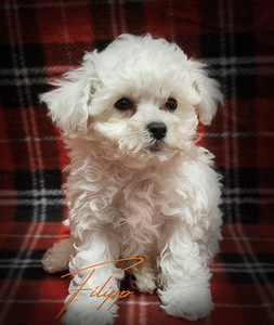 Bichon Frise (2 foto / 7)