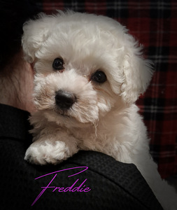 Bichon Frise (3 foto / 7)
