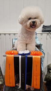 Bichon Frise (4 foto / 7)