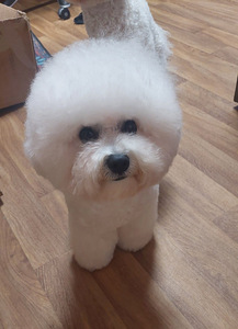 Bichon Frise (5 foto / 7)