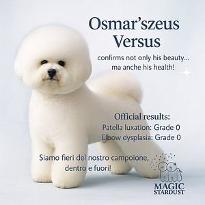 Bichon Frise (6 foto / 7)