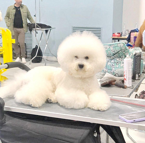 Bichon Frise (7 foto / 7)