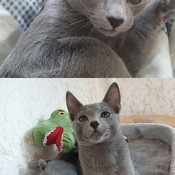 Русские голубые Питомник Эстония