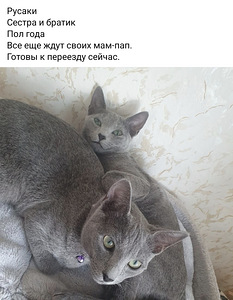 Русские голубые Питомник Эстония (2 фото из 2)