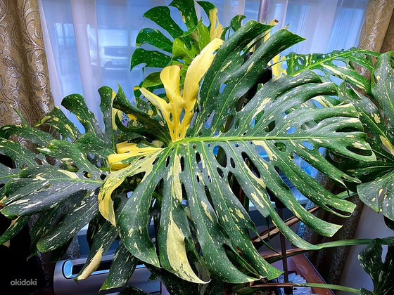 Monstera Thai Constellation lill taim variegata