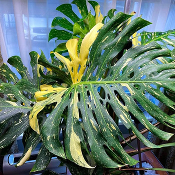 Monstera Thai Constellation lill taim variegata