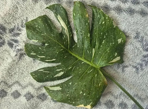 Monstera Thai Constellation lill taim variegata (2 foto / 3)